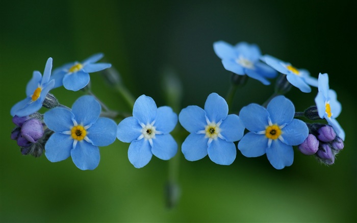 藍色的花，勿忘我 桌布 圖片