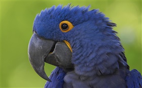 藍鸚鵡頭特寫 高清桌布