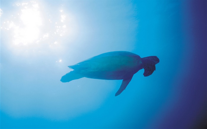 藍色的大海，海龜，水下，太陽光線 桌布 圖片