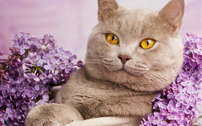 英國短毛貓，黃色的眼睛，貓花 桌布 圖片