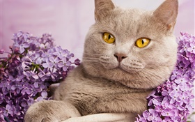 英國短毛貓，黃色的眼睛，貓花 高清桌布
