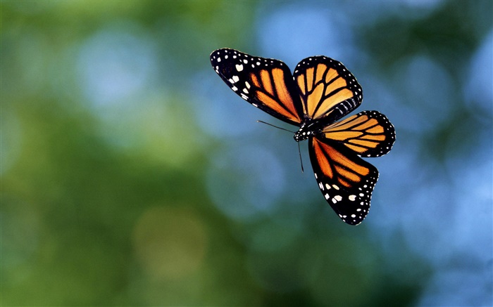 蝴蝶放飛，背景虛化 桌布 圖片