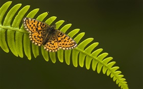 蝴蝶，葉 高清桌布