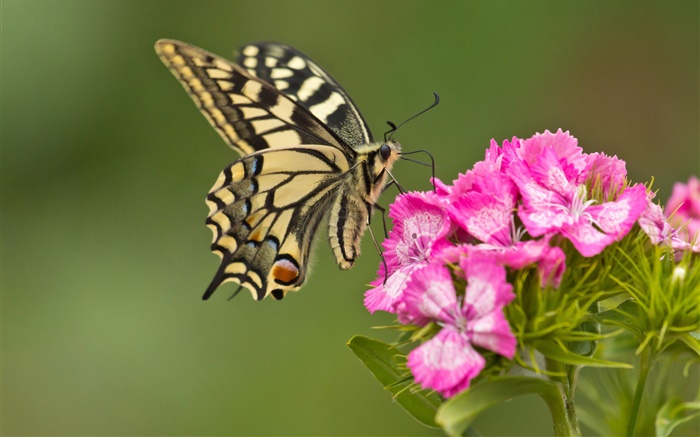 蝴蝶，粉紅色的花朵 桌布 圖片