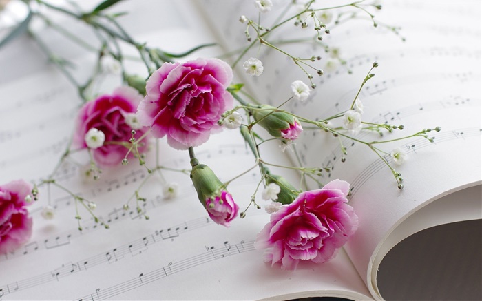 康乃馨，粉紅色的花朵，書 桌布 圖片