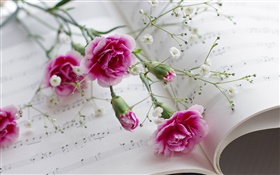 康乃馨，粉紅色的花朵，書 高清桌布