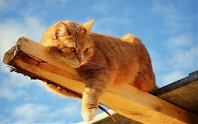 貓在木頭上休息 高清桌布