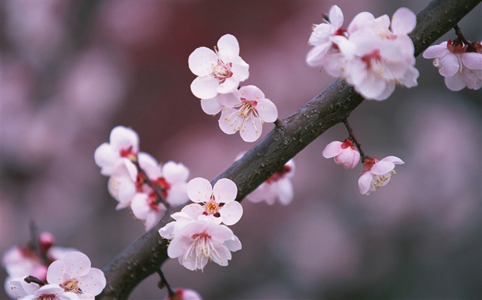 櫻花盛開的鮮花，樹枝 桌布 圖片