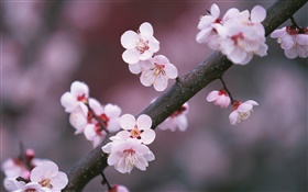 櫻花盛開的鮮花，樹枝 高清桌布