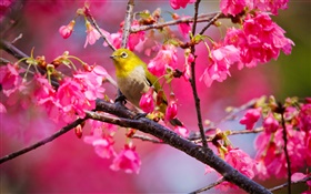 櫻花，花，鳥 高清桌布