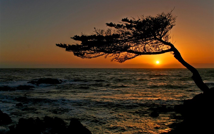 海岸，樹，剪影，日落 桌布 圖片
