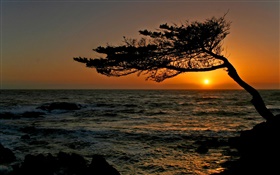 海岸，樹，剪影，日落 高清桌布