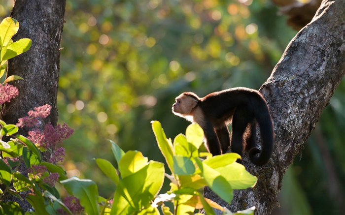 哥斯達黎加，猴子，森林 桌布 圖片
