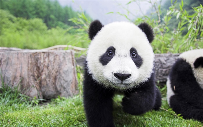 可愛的動物，白色黑色兩種顏色，熊貓 桌布 圖片