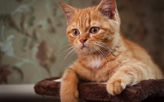可愛的小貓，棕色的貓 桌布 圖片