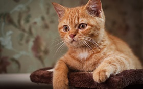可愛的小貓，棕色的貓 高清桌布
