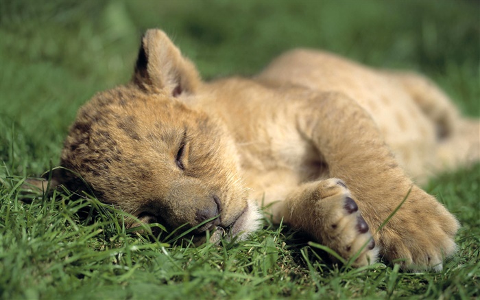 可愛的小獅子睡覺 桌布 圖片