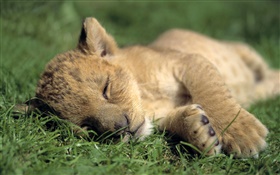 可愛的小獅子睡覺