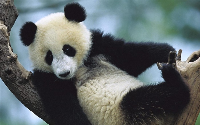 可愛的熊貓 桌布 圖片