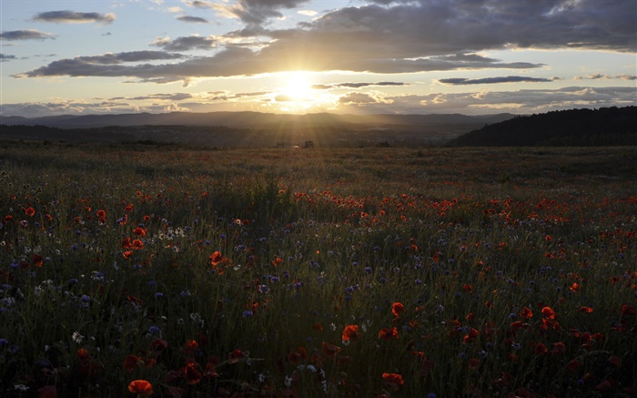 雛菊，矢車菊，罌粟花，夕陽，蘇格蘭，英國 桌布 圖片