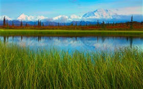 迪納利國家公園，阿拉斯加，美國，湖，草，樹木 高清桌布