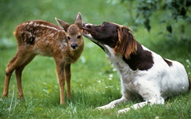 狗與鹿
