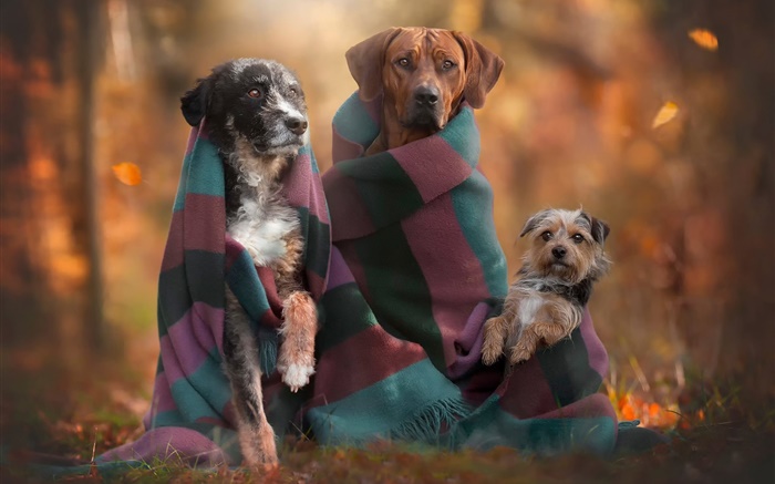狗的家庭，秋 桌布 圖片