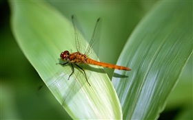 蜻蜓休息，綠葉 高清桌布