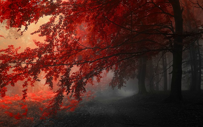 黃昏，秋，森林，紅葉 桌布 圖片