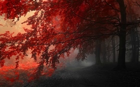 黃昏，秋，森林，紅葉 高清桌布