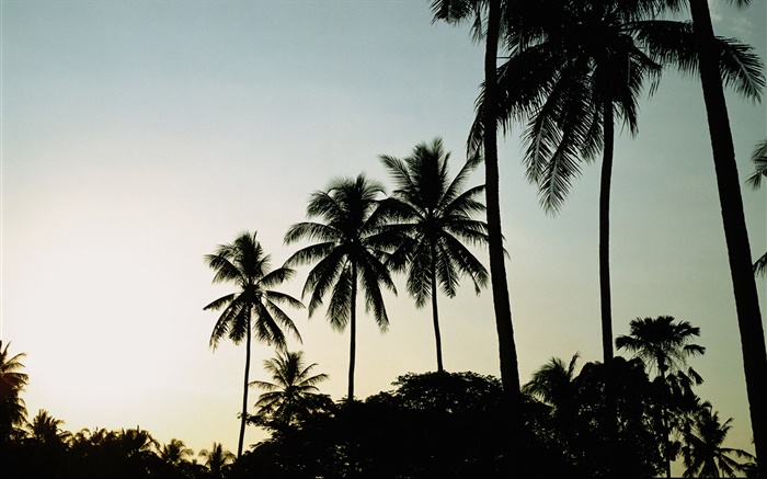 黃昏，晚上，棕櫚樹，剪影 桌布 圖片