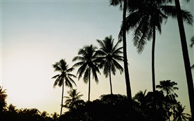 黃昏，晚上，棕櫚樹，剪影 高清桌布