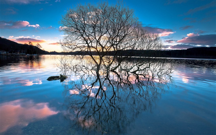 黃昏，在湖邊的樹木，水中的倒影，夕陽 桌布 圖片