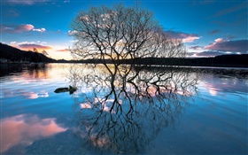黃昏，在湖邊的樹木，水中的倒影，夕陽