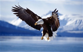 鷹飛翔，翅膀，湖 高清桌布