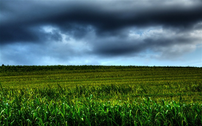 農田風光，雲，黃昏 桌布 圖片