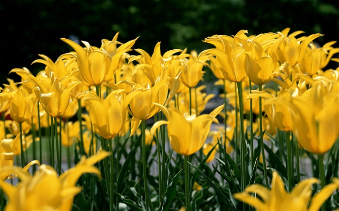 花場，黃色的鬱金香 桌布 圖片