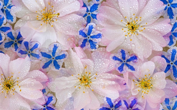 鮮花背景，水滴 桌布 圖片