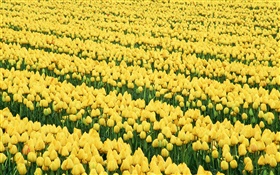 花場，黃色的鬱金香 高清桌布