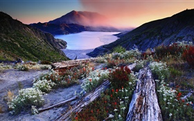 花卉，邊坡，火山湖，樹木，山，黎明，霧