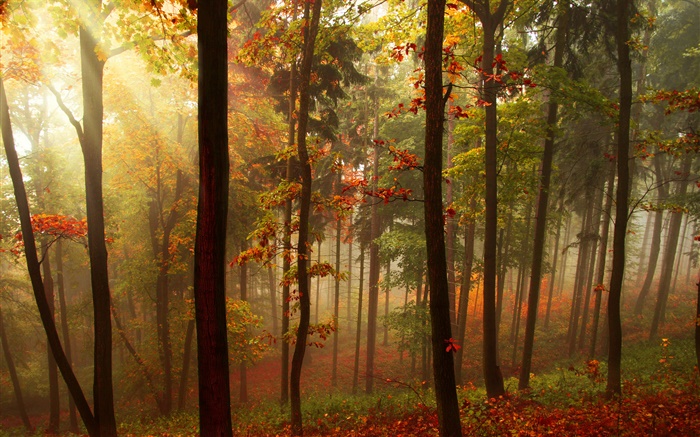 森林，樹木，太陽光線，秋季 桌布 圖片