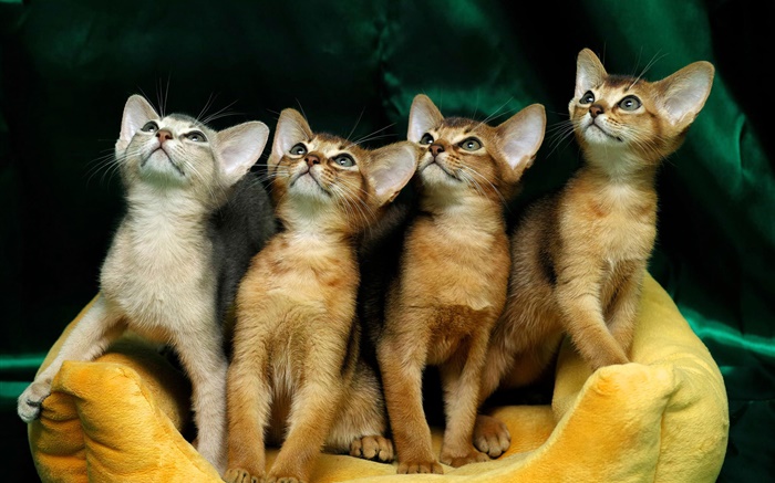 四個可愛的小貓 桌布 圖片