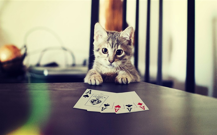 有趣的寵物，小貓玩撲克牌 桌布 圖片