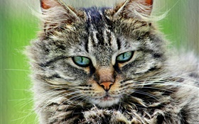 毛茸茸的灰色條紋的貓 高清桌布