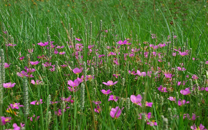 草，粉色的野花 桌布 圖片
