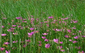 草，粉色的野花 高清桌布