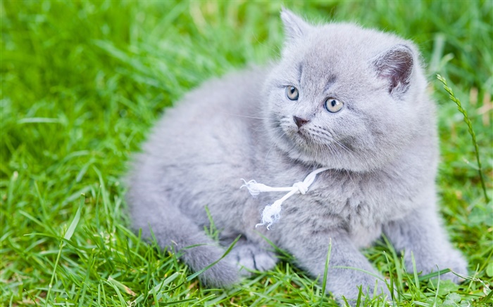 灰色英國短毛貓，貓，綠草如茵 桌布 圖片