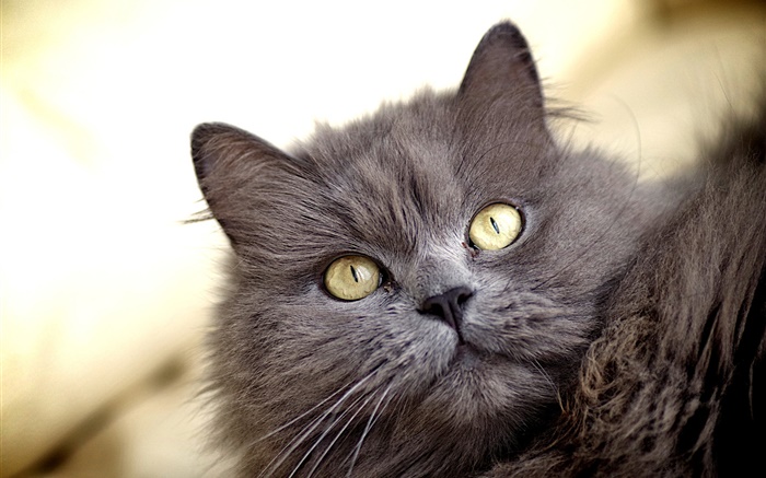 灰色的貓，黃色的眼睛 桌布 圖片