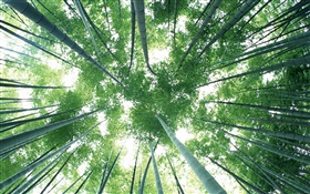 綠色竹林，天空，刺眼 高清桌布
