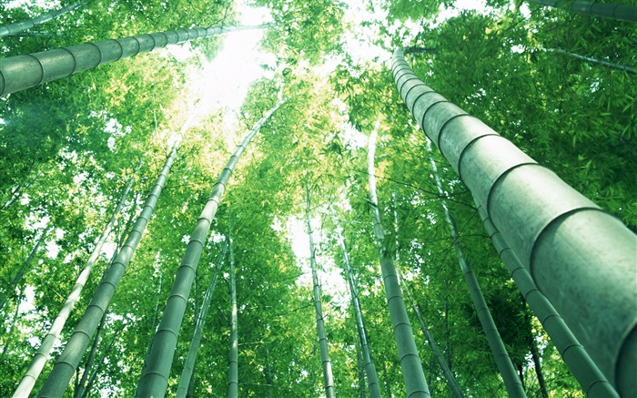 綠色竹，太陽光線 桌布 圖片